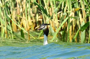 Tiere am See