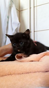 20 K&auml;tzchen warten im Nordh&auml;user Katzenhaus auf ein neues zu Hause