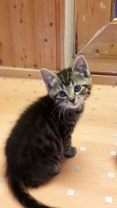 20 K&auml;tzchen warten im Nordh&auml;user Katzenhaus auf ein neues zu Hause
