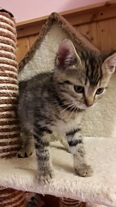 20 K&auml;tzchen warten im Nordh&auml;user Katzenhaus auf ein neues zu Hause