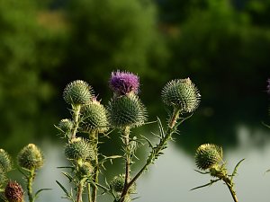 Farbenpracht an den Bielener Kiesgew&auml;ssern