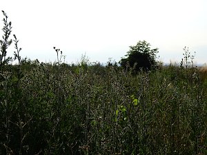 Farbenpracht an den Bielener Kiesgew&auml;ssern