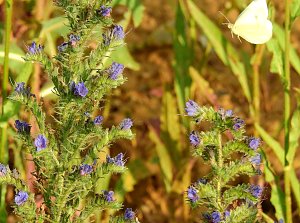 Farbenpracht an den Bielener Kiesgew&auml;ssern