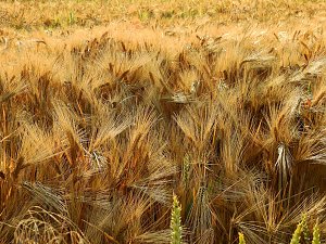 Farbenpracht an den Bielener Kiesgew&auml;ssern