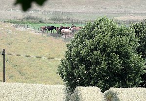 Besuch in der Heimat