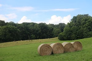 Sommer in R&uuml;digsdorf
