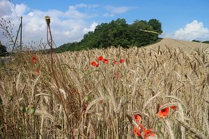 Sommer in R&uuml;digsdorf