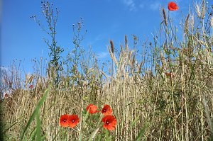 Sommer in R&uuml;digsdorf