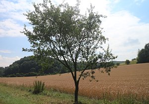 Sommer in R&uuml;digsdorf