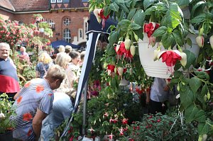 4. Fuchsienschau in der Nordh&auml;user Traditionsbrennerei