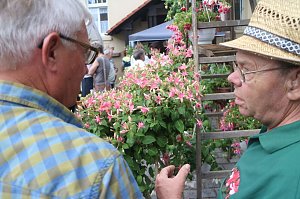 4. Fuchsienschau in der Nordh&auml;user Traditionsbrennerei
