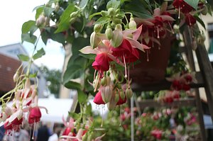 4. Fuchsienschau in der Nordh&auml;user Traditionsbrennerei