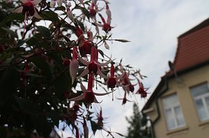 4. Fuchsienschau in der Nordh&auml;user Traditionsbrennerei