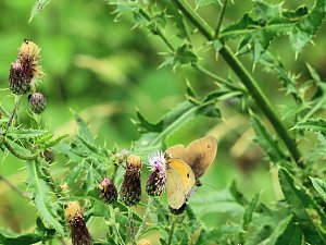 Peter Blei unterwegs - diesmal in der freien Natur und im Jugendwaldheim Rathsfeld