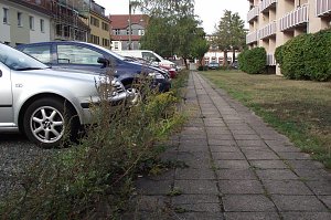 Trampelpfade, Unkrautdschungel