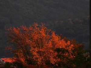 Herbstspaziergang