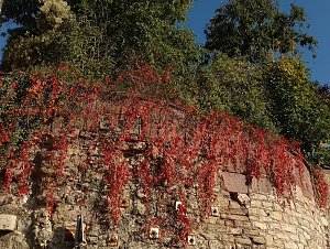 Herbstspaziergang