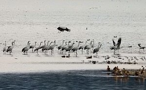 Kraniche am Stausee Kelbra