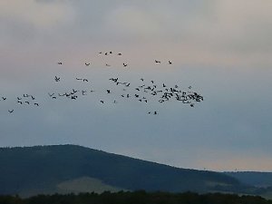 Kraniche am Stausee Kelbra