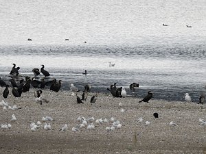Kraniche am Stausee Kelbra