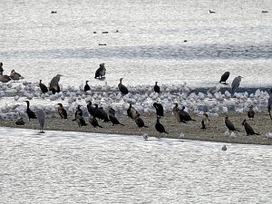 Kraniche am Stausee Kelbra