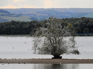 Kraniche am Stausee Kelbra