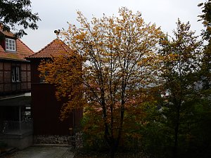 Herbstliche Impressionen