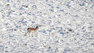 Nochmal Winter