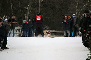 Schlittenhunderennen in Hasselfelde