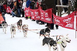 Schlittenhunderennen in Hasselfelde