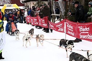 Schlittenhunderennen in Hasselfelde