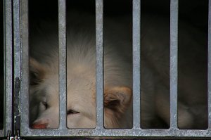 Schlittenhunderennen in Hasselfelde
