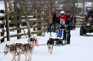 Schlittenhunderennen in Hasselfelde