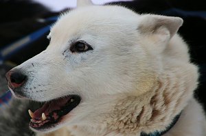 Schlittenhunderennen in Hasselfelde