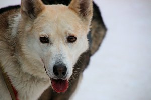 Schlittenhunderennen in Hasselfelde