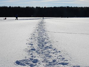 Schlittenhunderennen in Benneckenstein