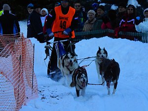 Schlittenhunderennen in Benneckenstein