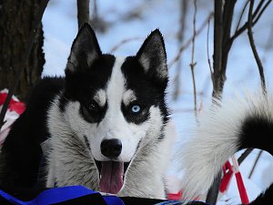 Schlittenhunderennen in Benneckenstein