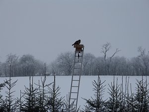 Zaung&auml;ste in Neustadt