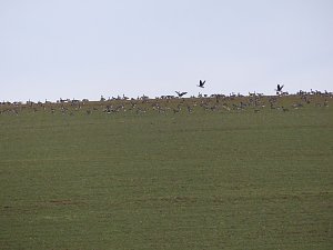 Schw&auml;ne machten Zwischenlandung bei Nordhausen