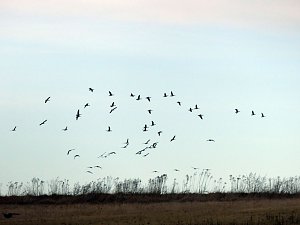Schw&auml;ne machten Zwischenlandung bei Nordhausen
