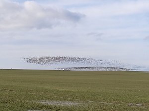 "Invasion" der Wildg&auml;nse