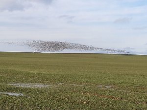 "Invasion" der Wildg&auml;nse