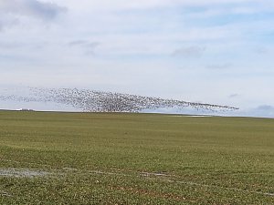 "Invasion" der Wildg&auml;nse