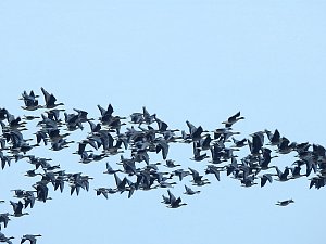 Wildgänse am Köckernsee