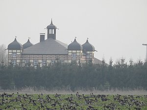 Wildgänse am Köckernsee