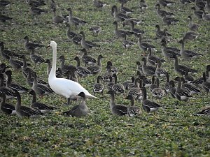 Wildgänse am Köckernsee