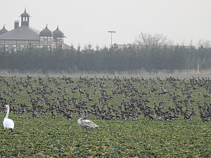 Wildgänse am Köckernsee