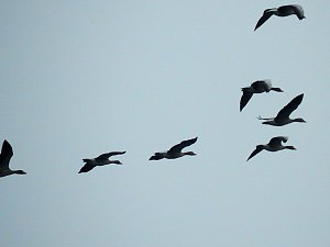 Wildgänse am Köckernsee
