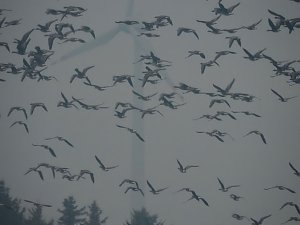 Wildgänse am Köckernsee